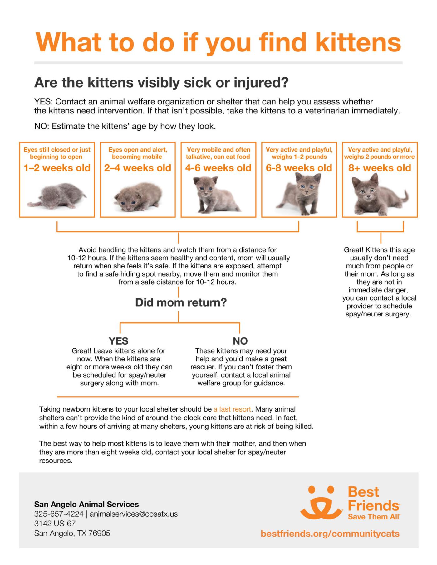 San-Angelo-What-to-do-if-you-find-kittens-1-scaled