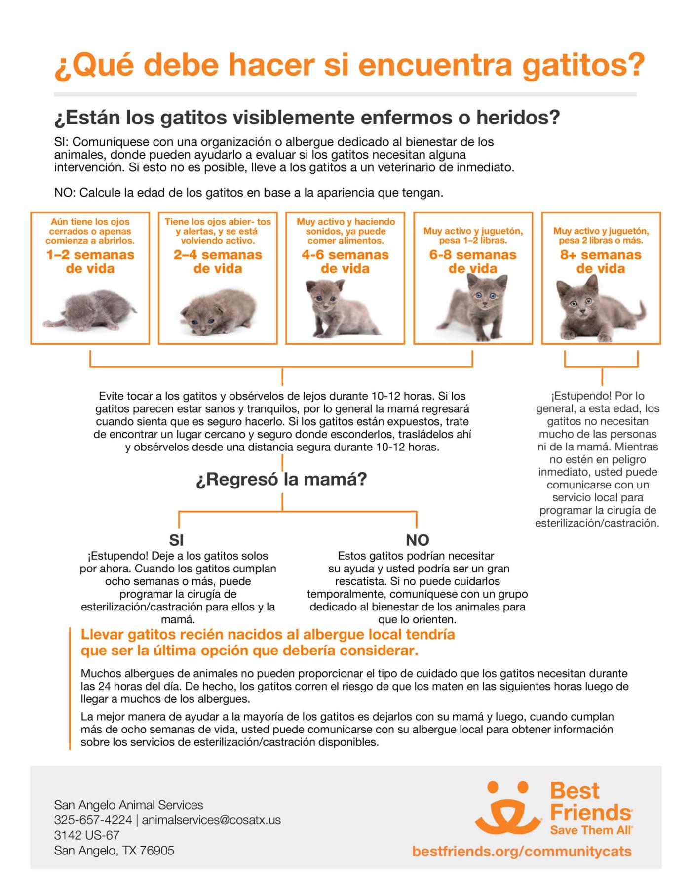 San-Angelo-What-to-do-if-you-find-kittens-2-scaled